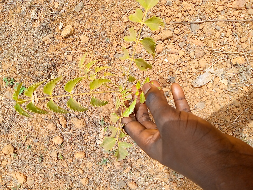 tree