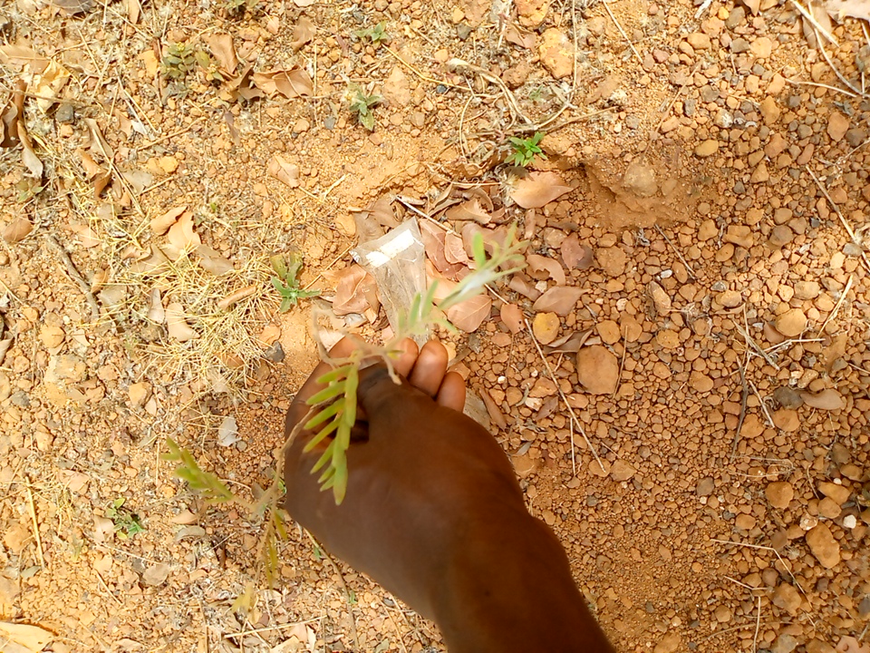 tree