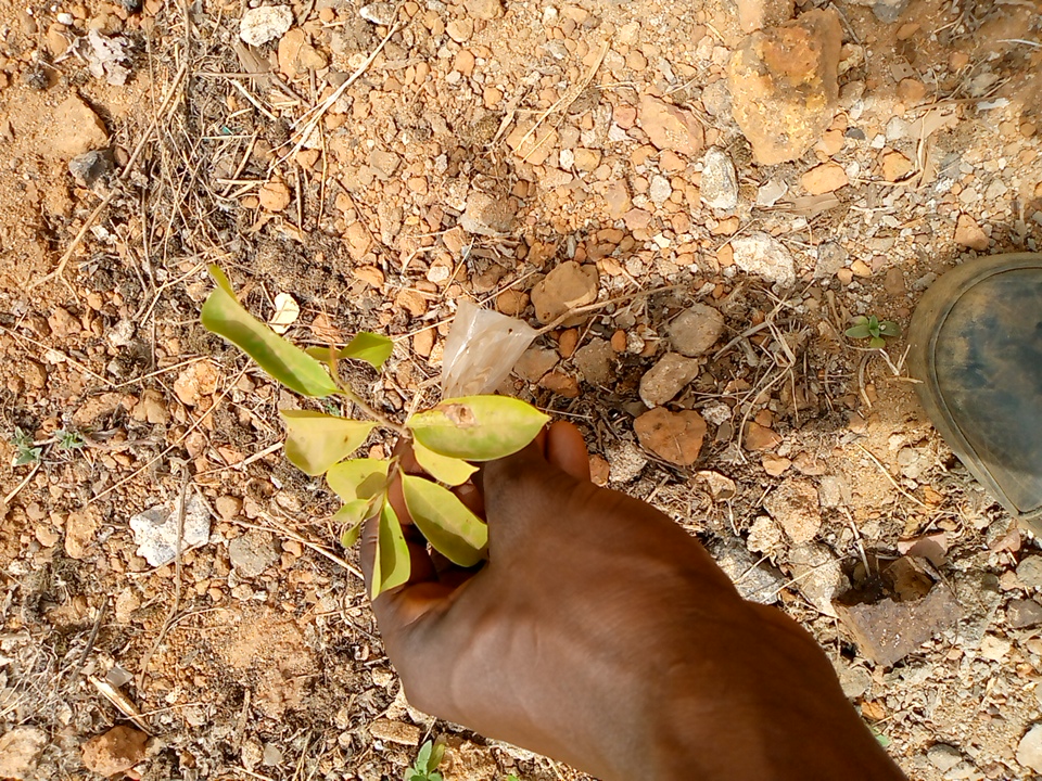 tree