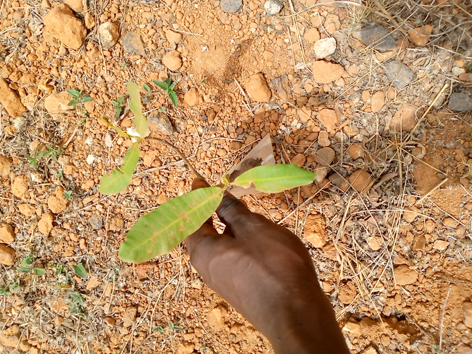 tree