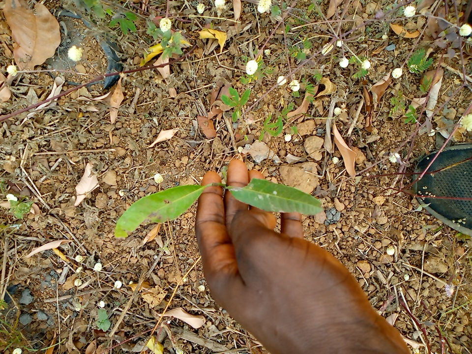 tree