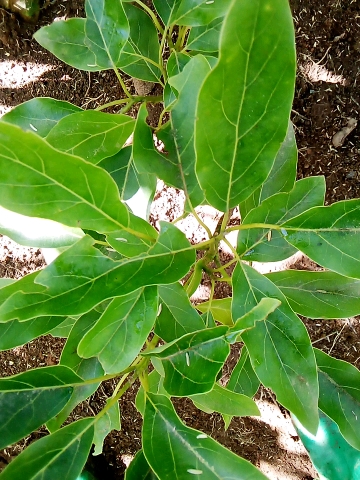 tree