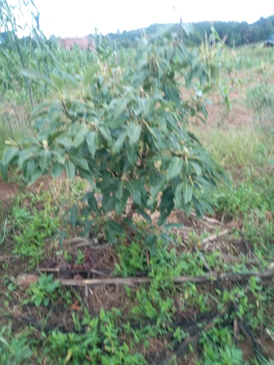 tree