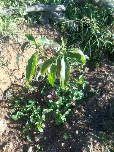 tree