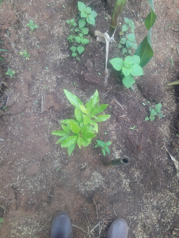 tree