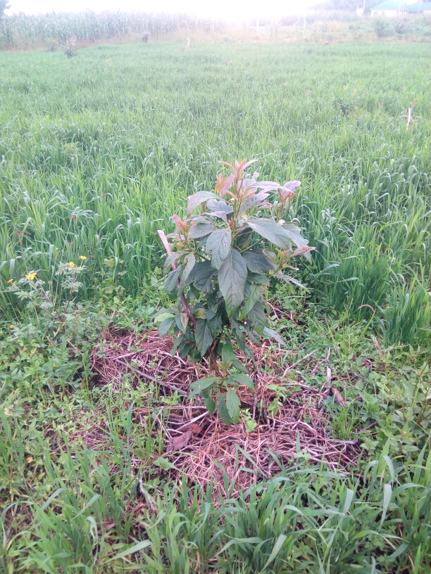 tree