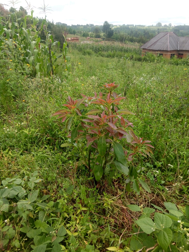 tree