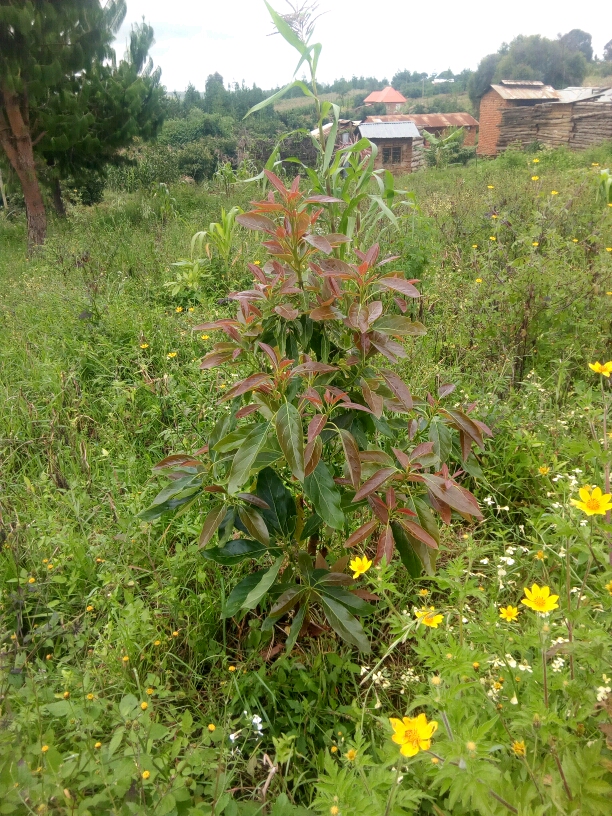 tree