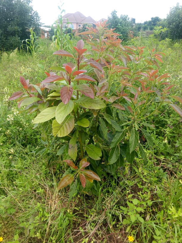 tree
