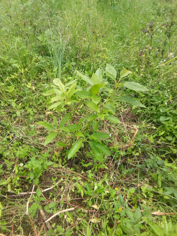 tree