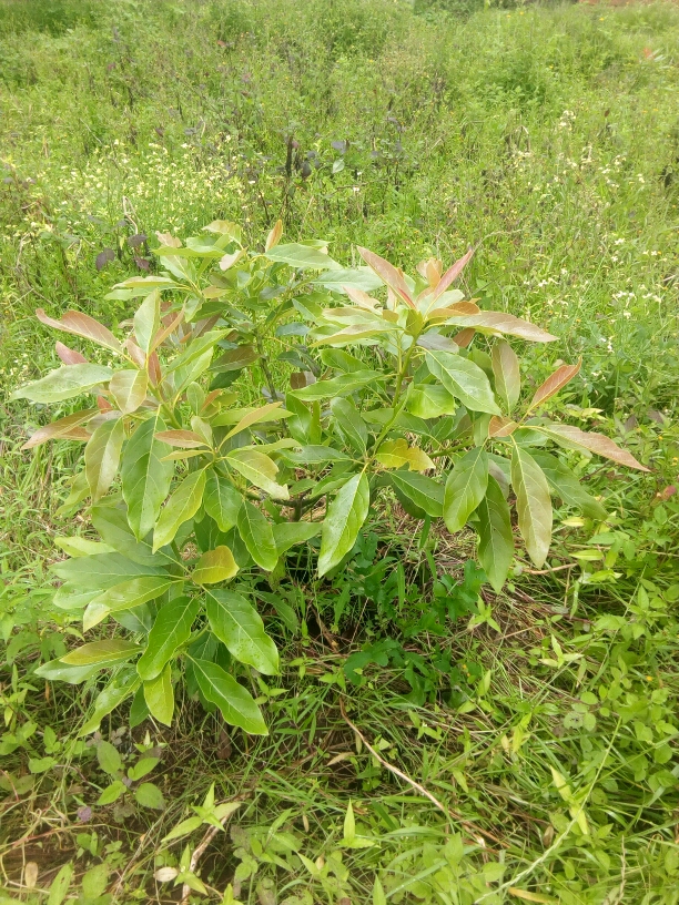 tree