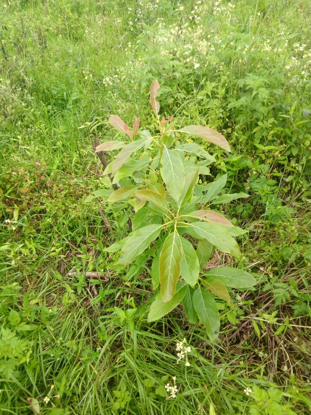 tree