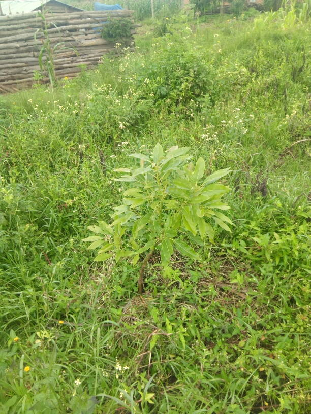 tree