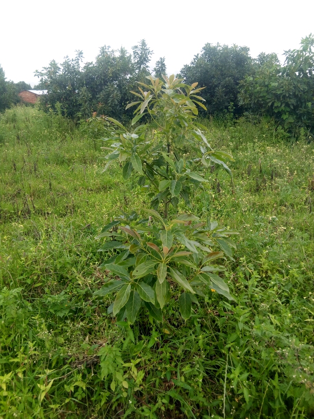 tree