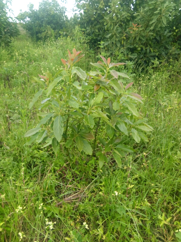 tree