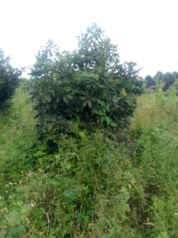 tree