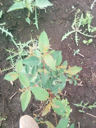 tree