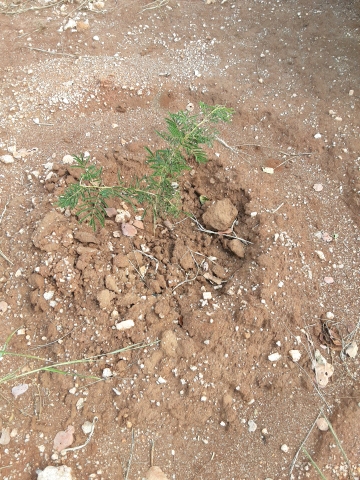 tree