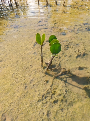 tree