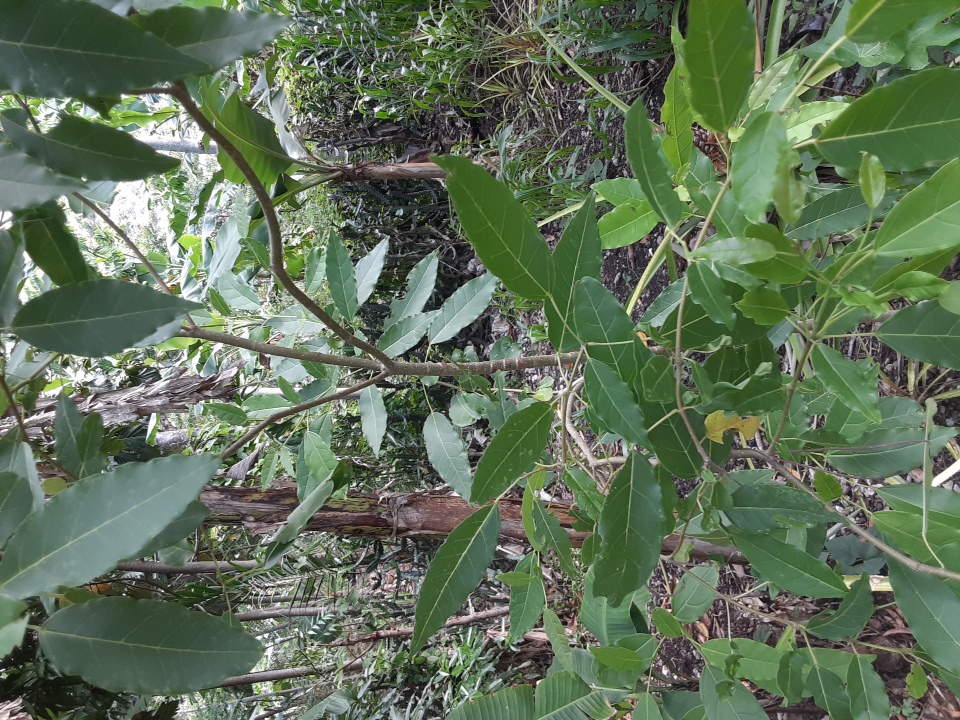 tree