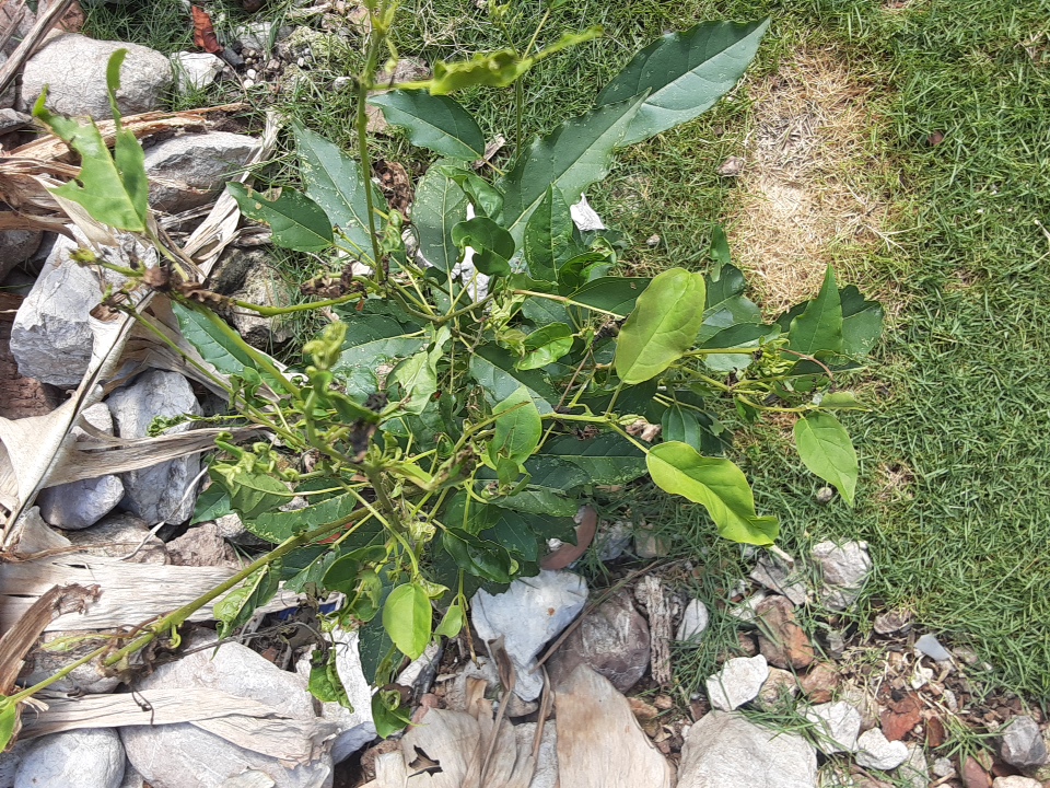 tree