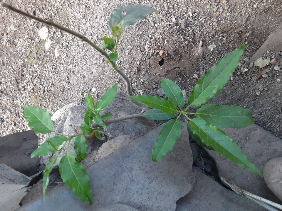 tree