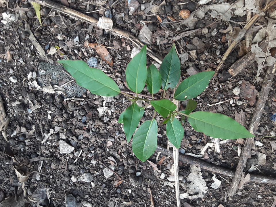 tree