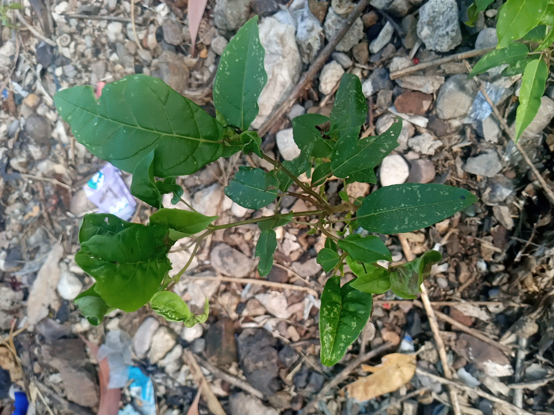 tree