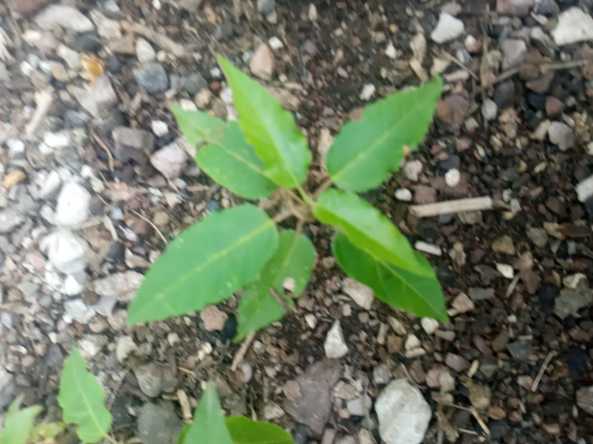 tree