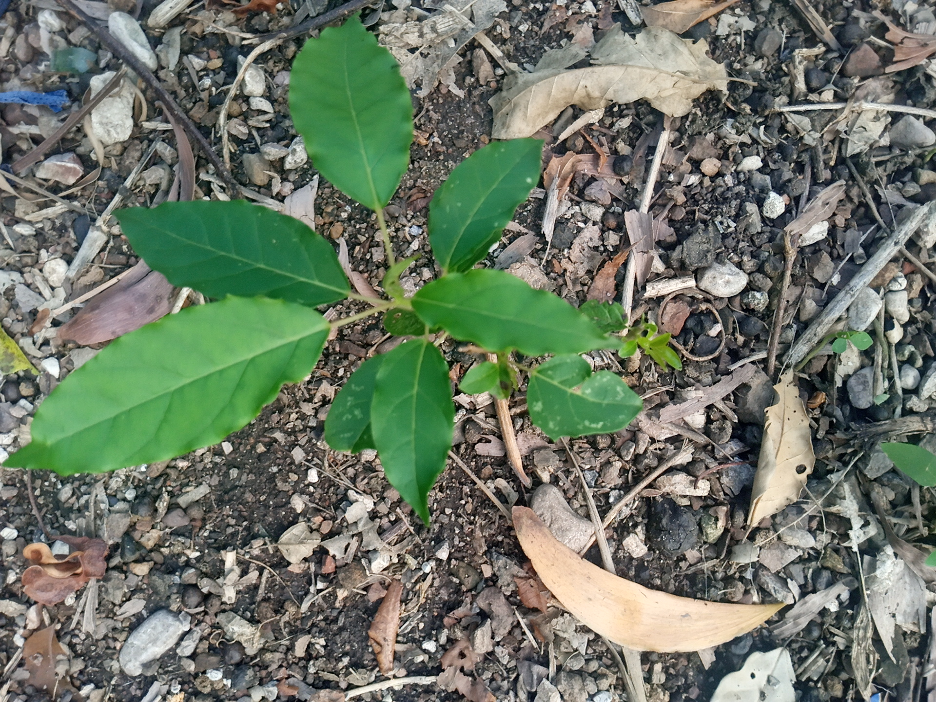 tree