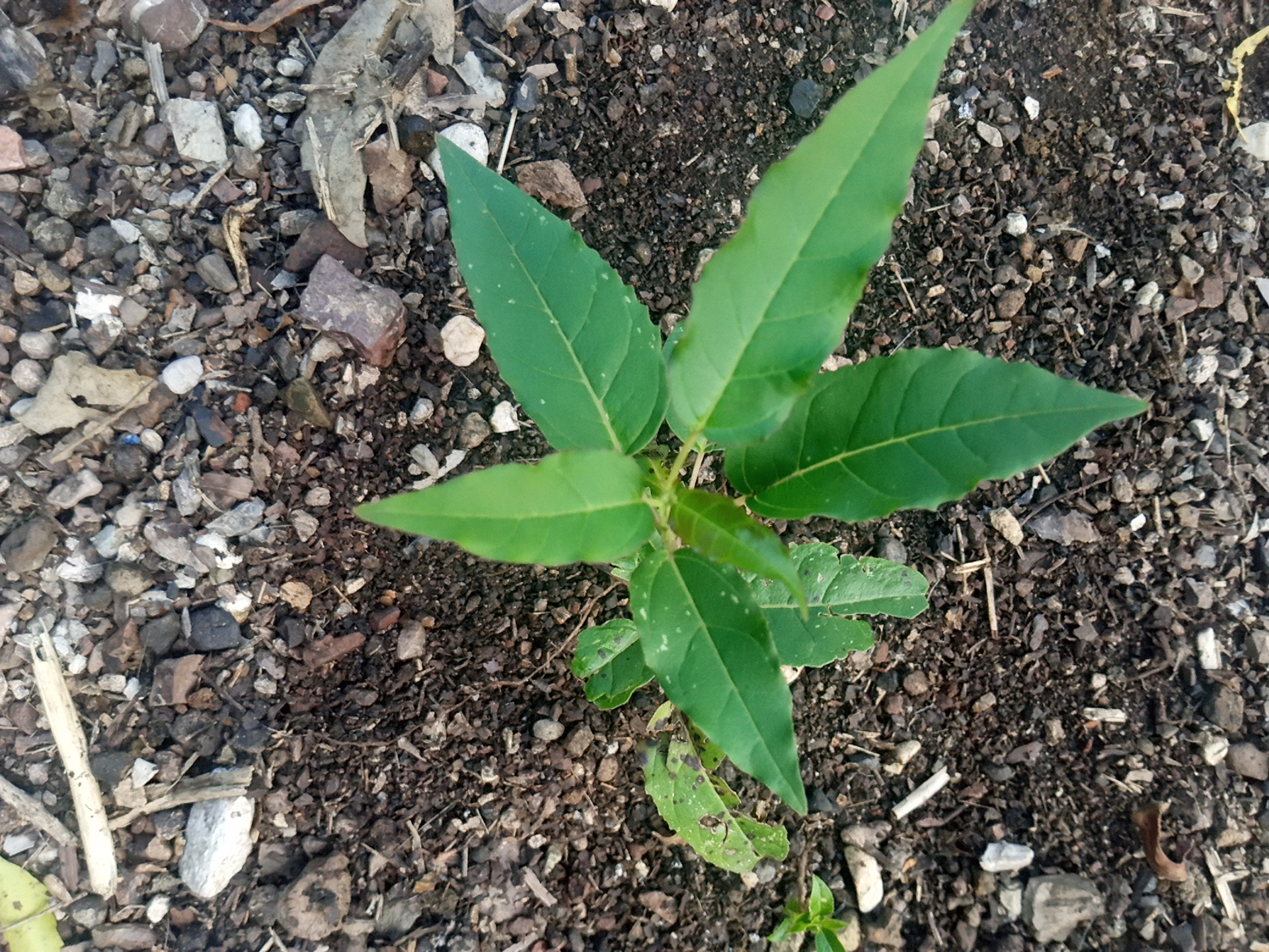 tree