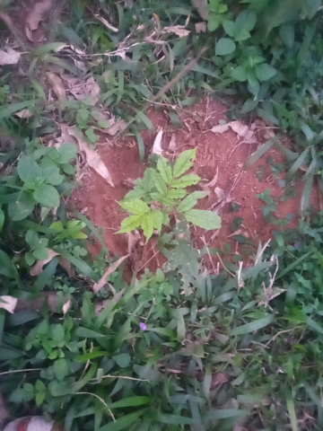 tree