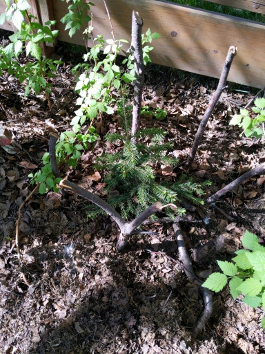 tree