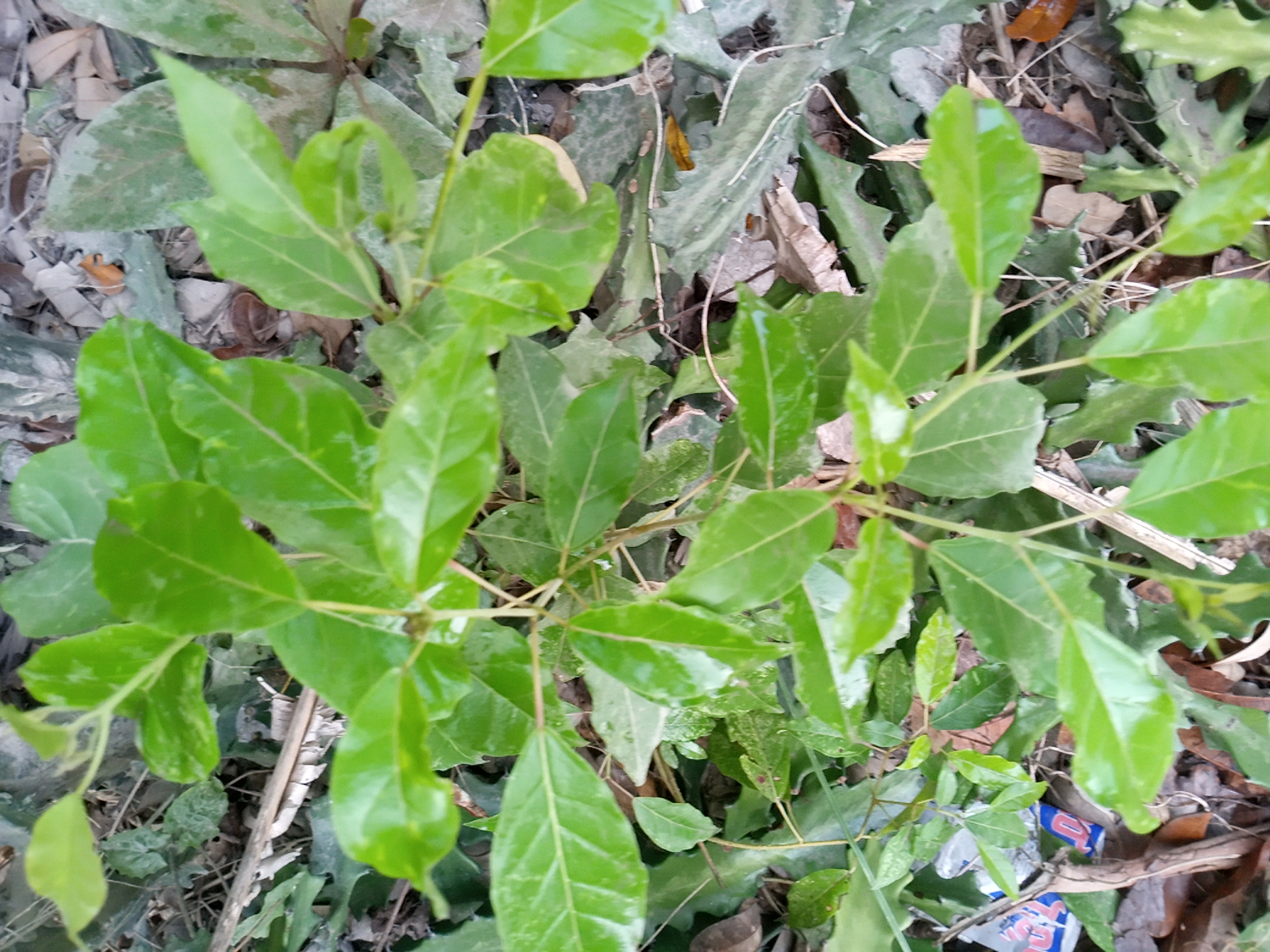tree
