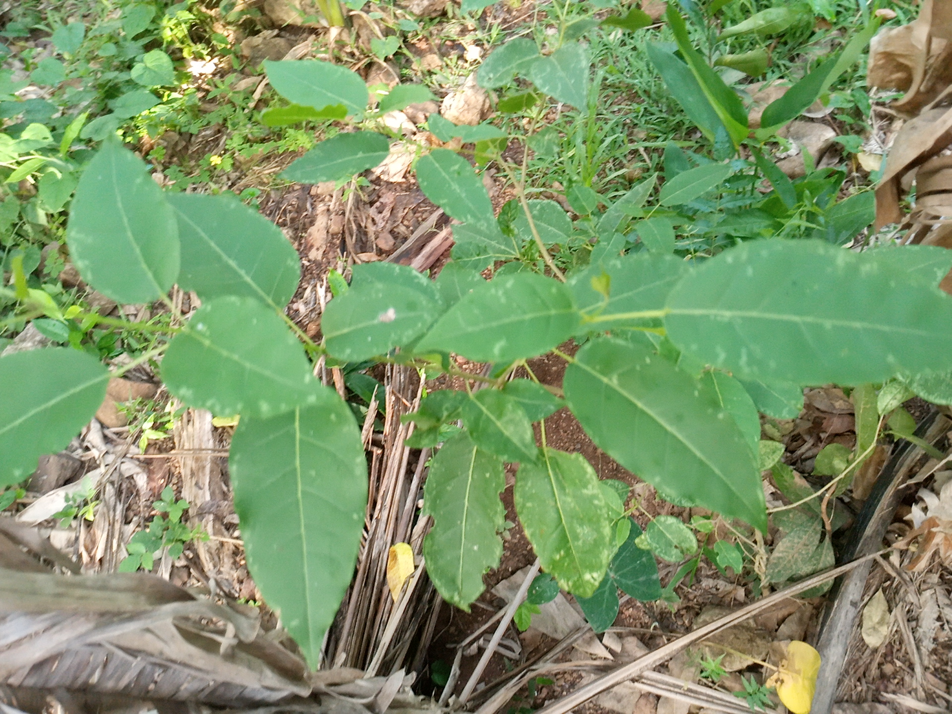 tree
