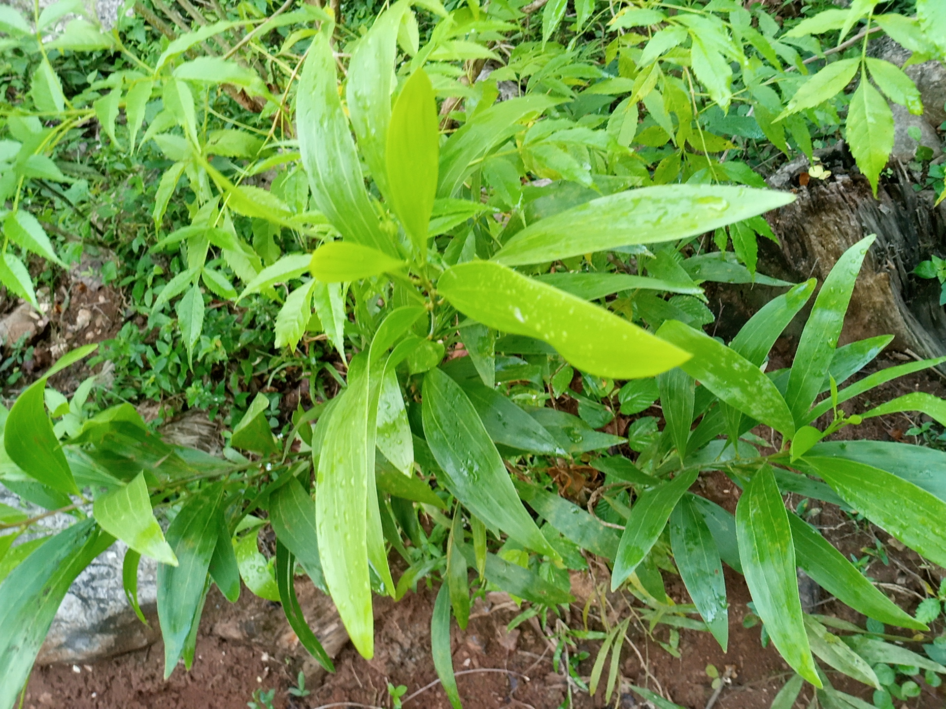 tree
