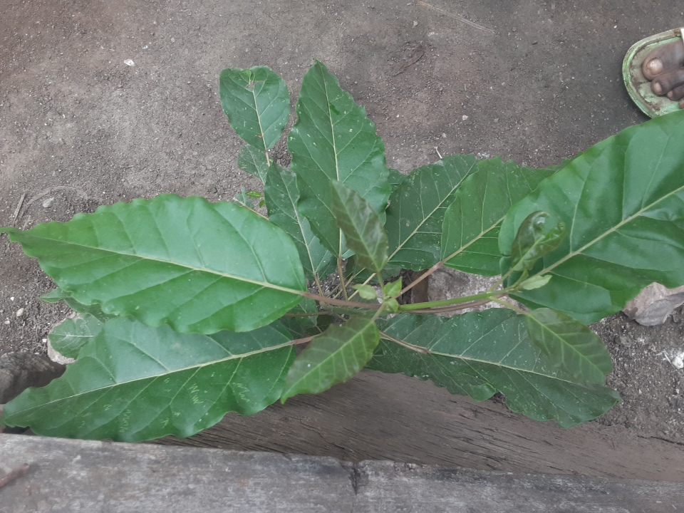 tree