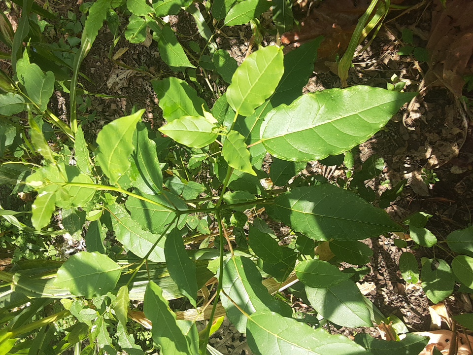 tree