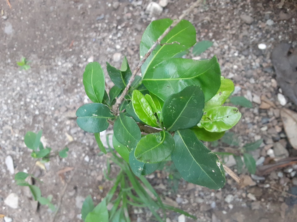 tree