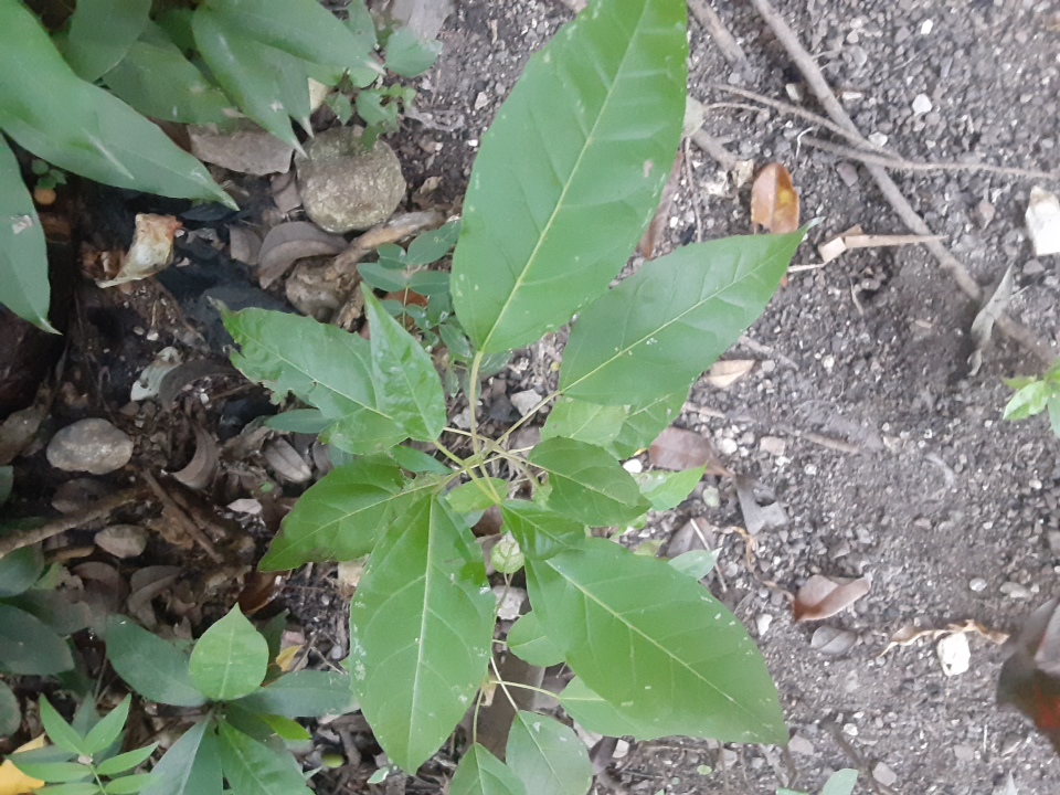 tree