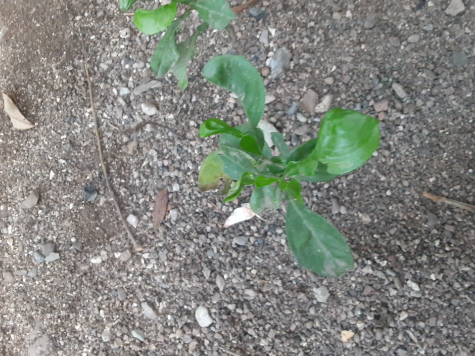 tree