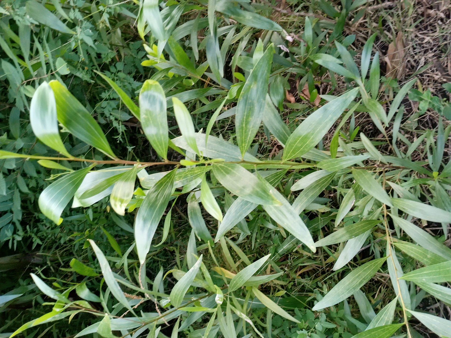 tree