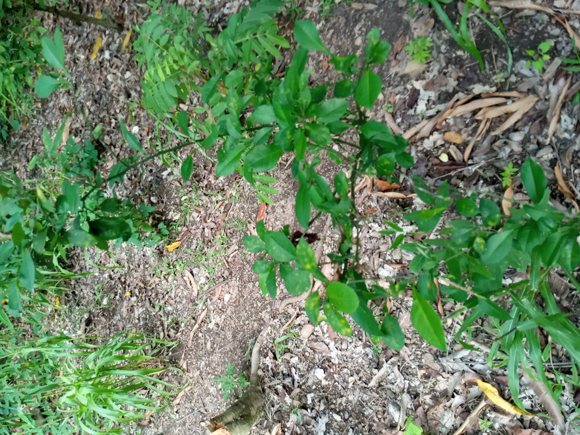 tree
