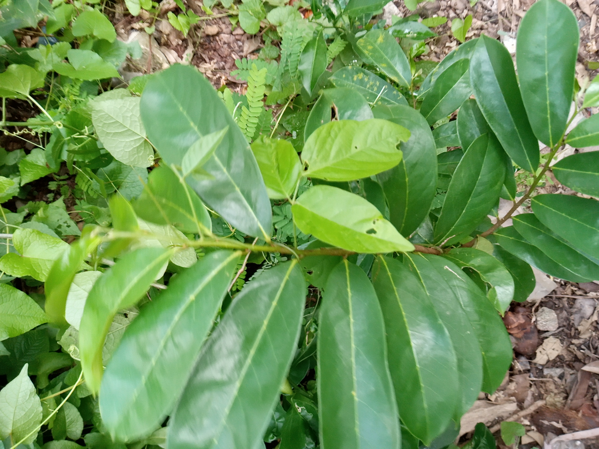 tree
