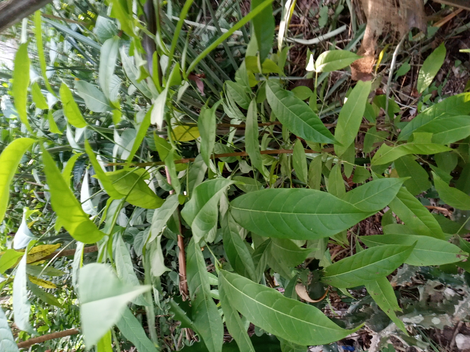 tree