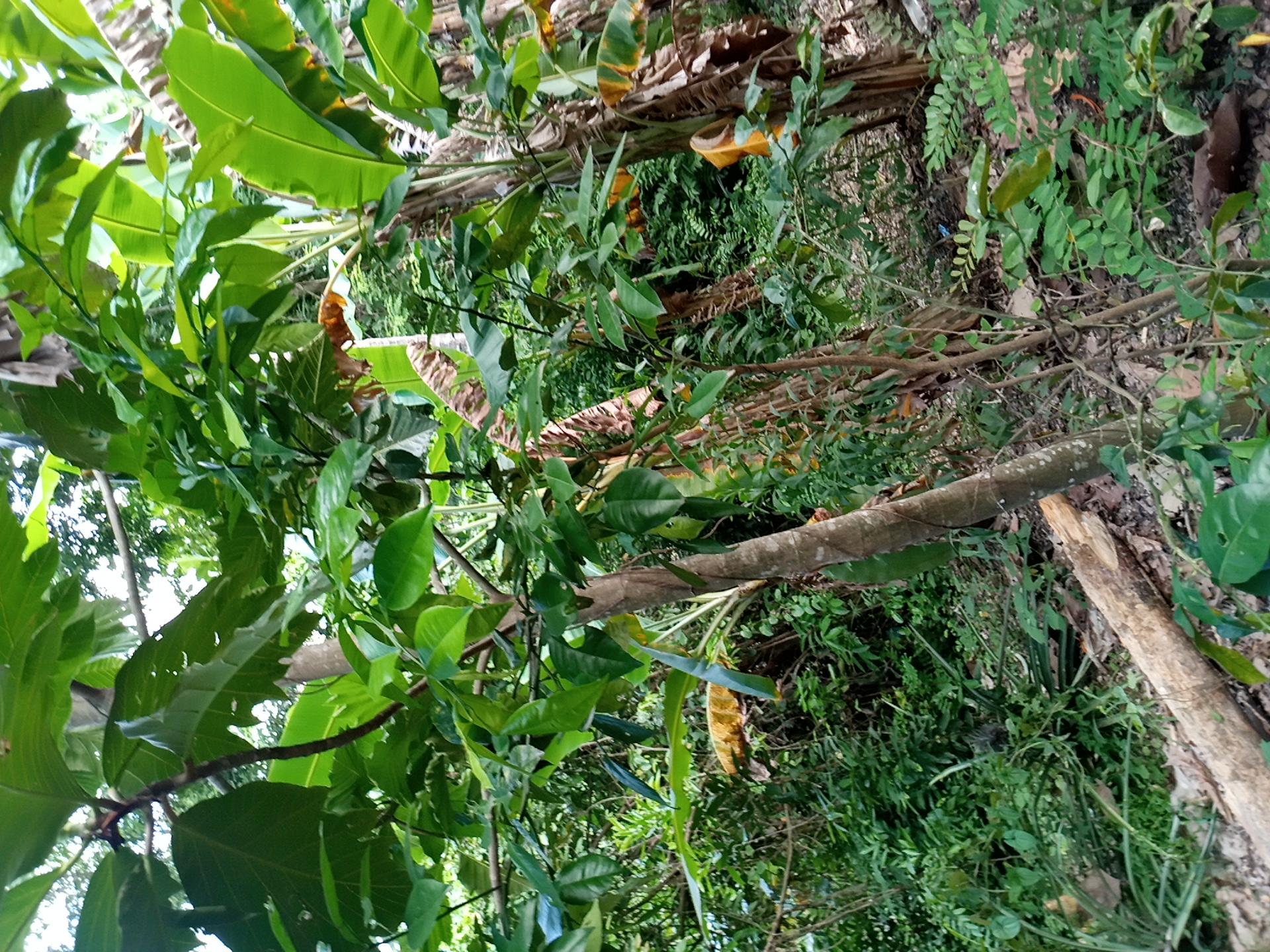 tree