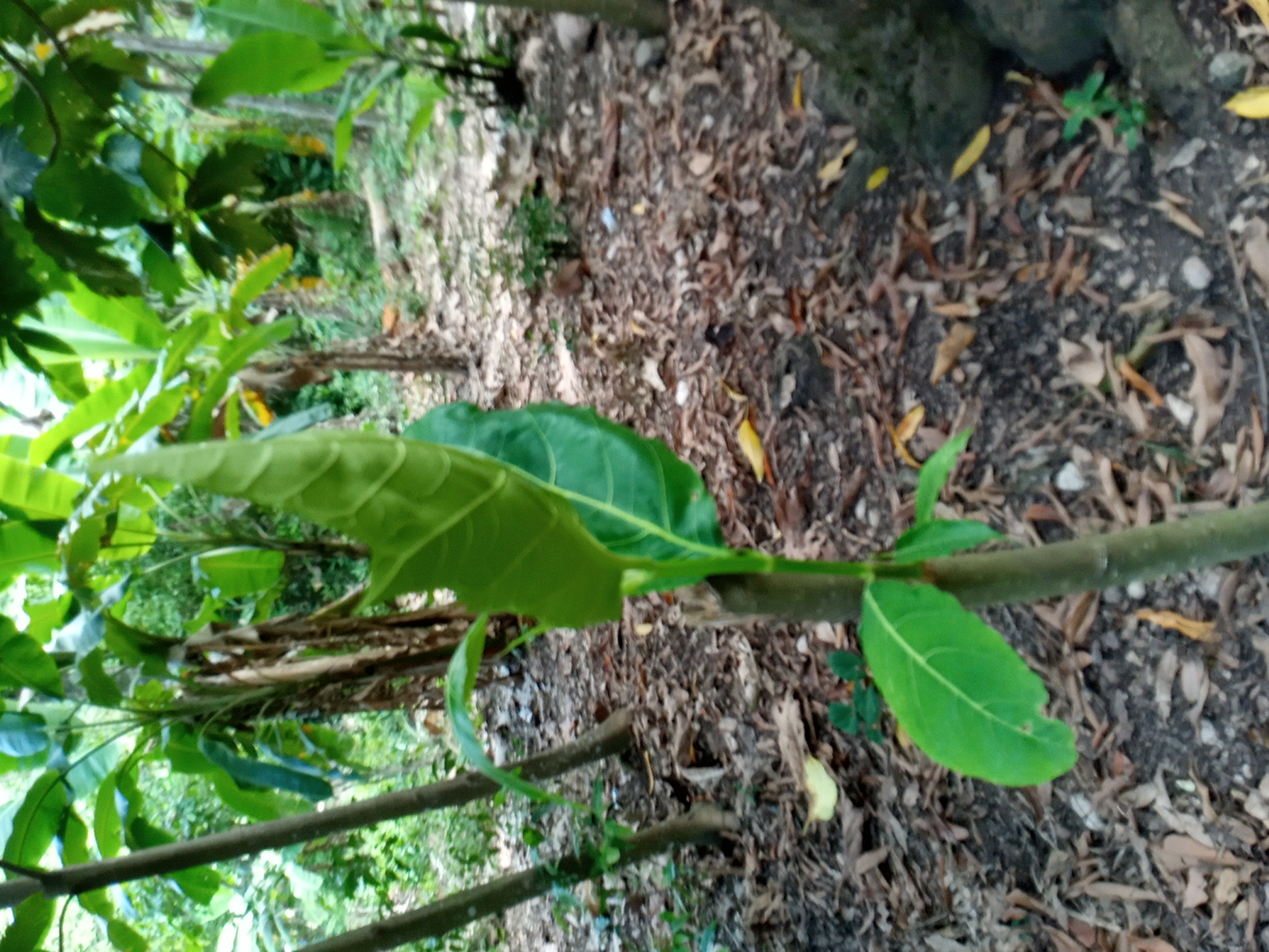 tree