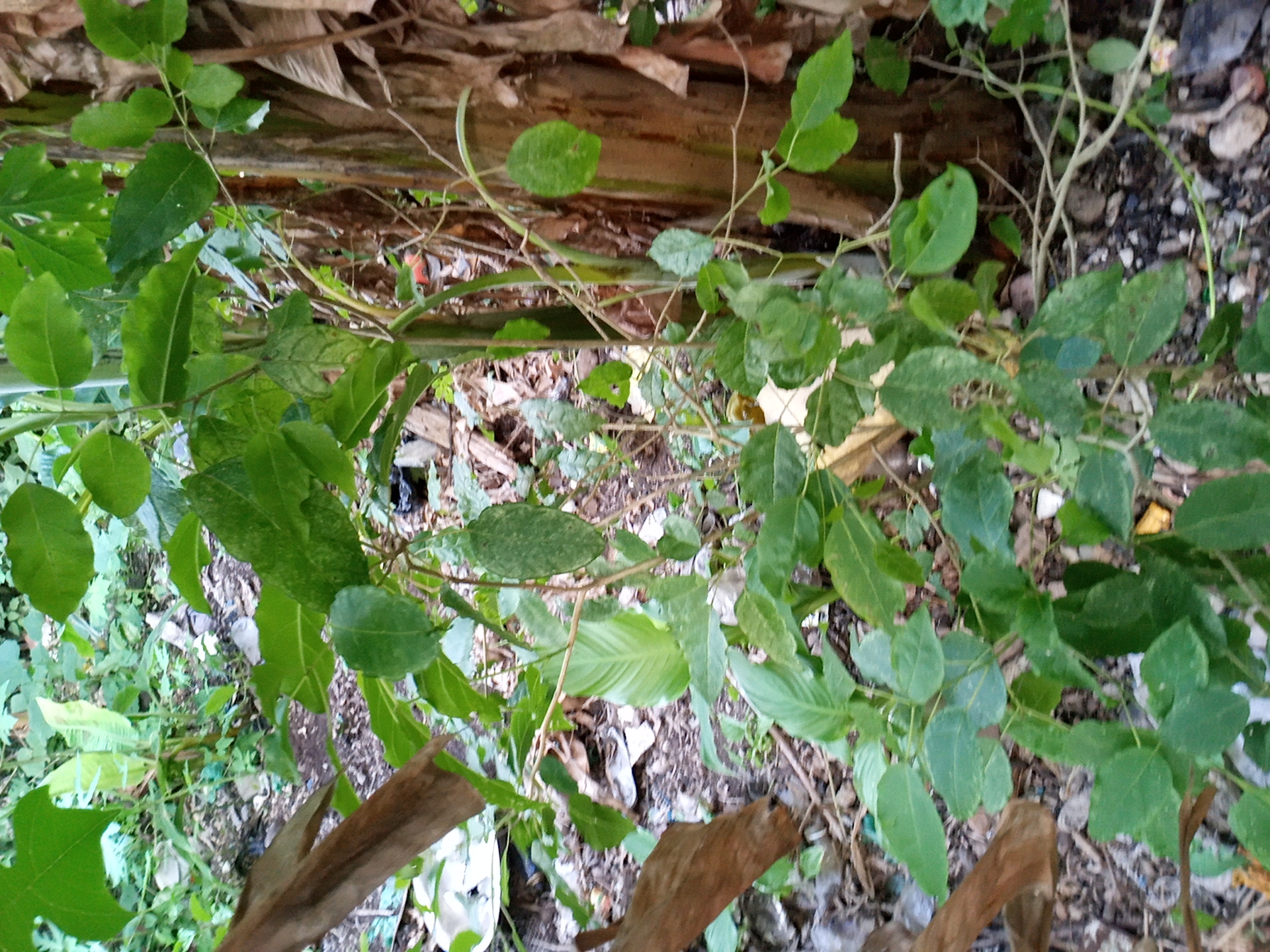 tree