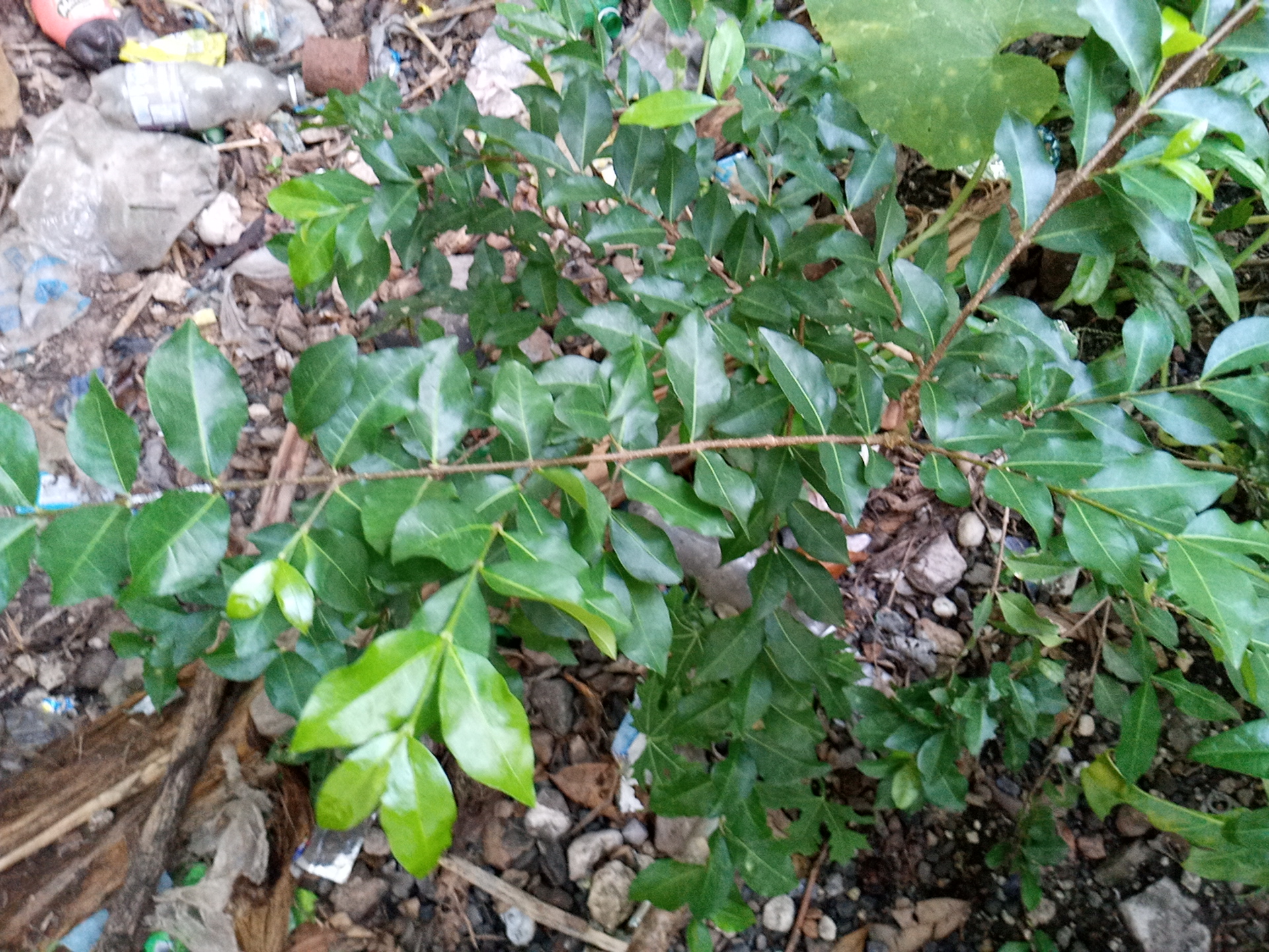 tree