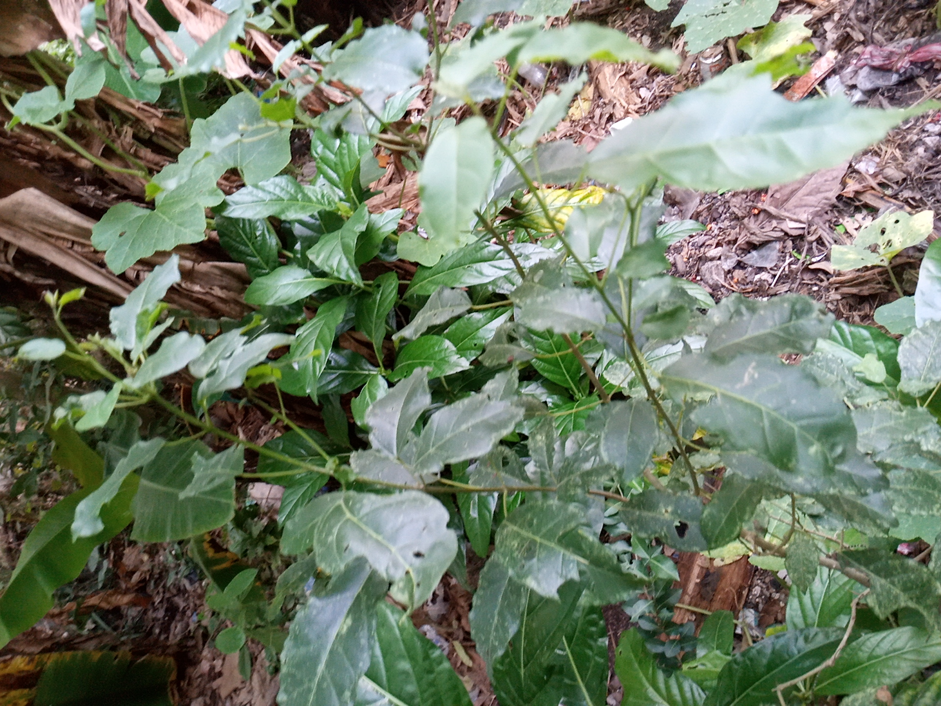 tree